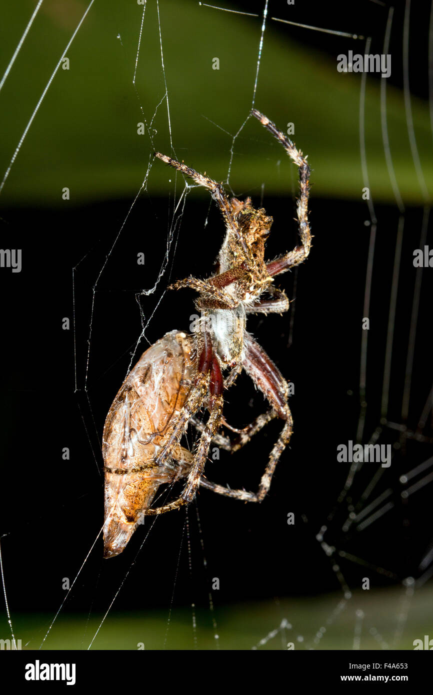 Orb amazzonica-web spider mangiare una grande scarafaggio di notte, Ecuador Foto Stock