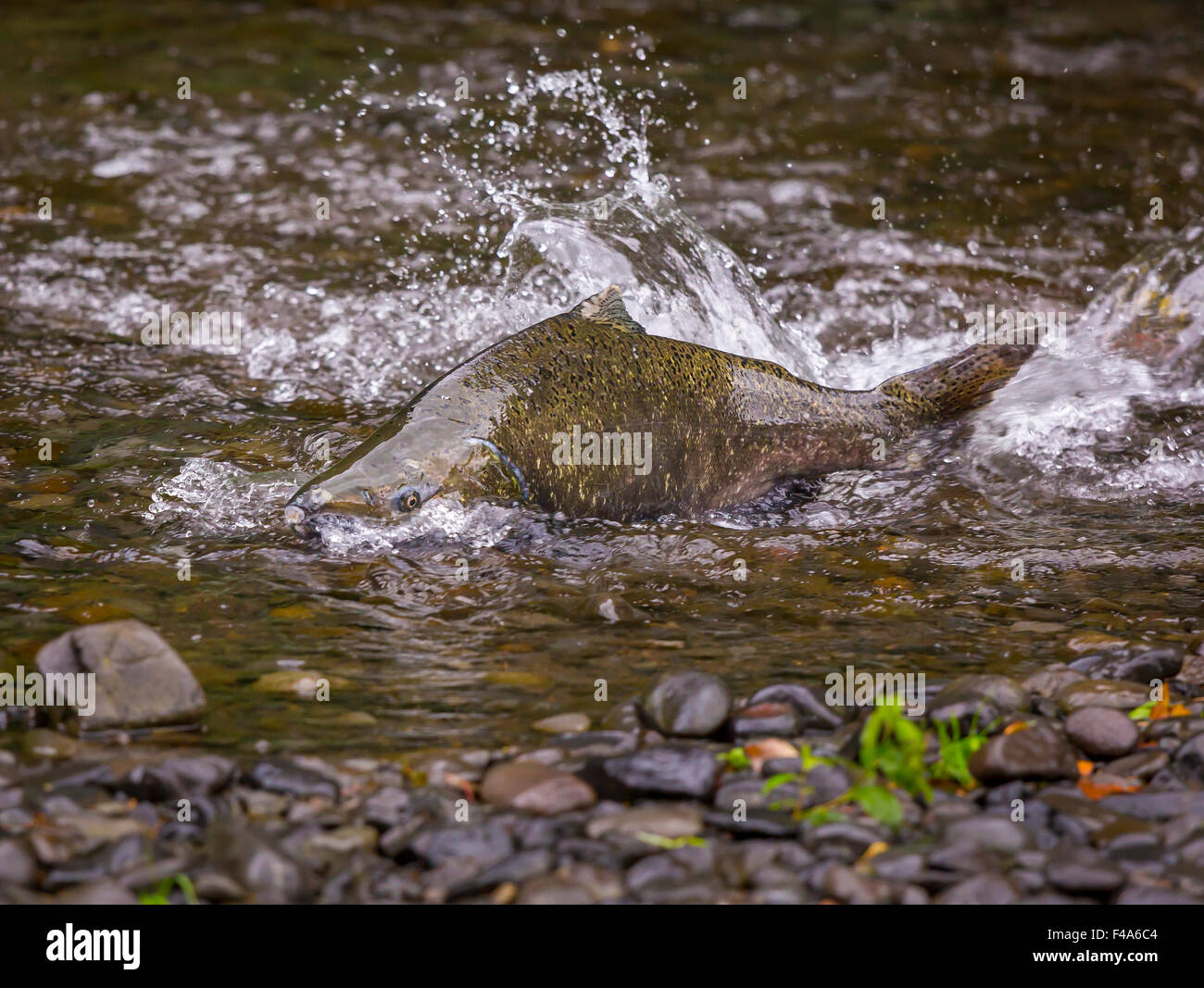 La Columbia River Gorge, OREGON, Stati Uniti d'America - Salmone eseguito su Eagle Creek. Il pesce nuota fino la sua natal fiume per deporre le uova. Foto Stock