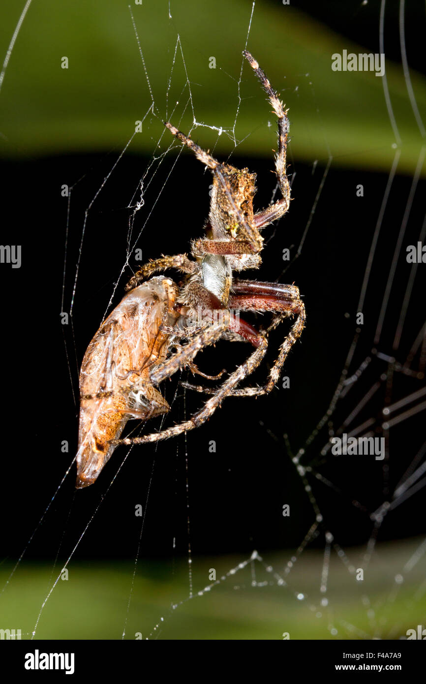 Orb amazzonica-web spider mangiare una grande scarafaggio di notte, Ecuador Foto Stock