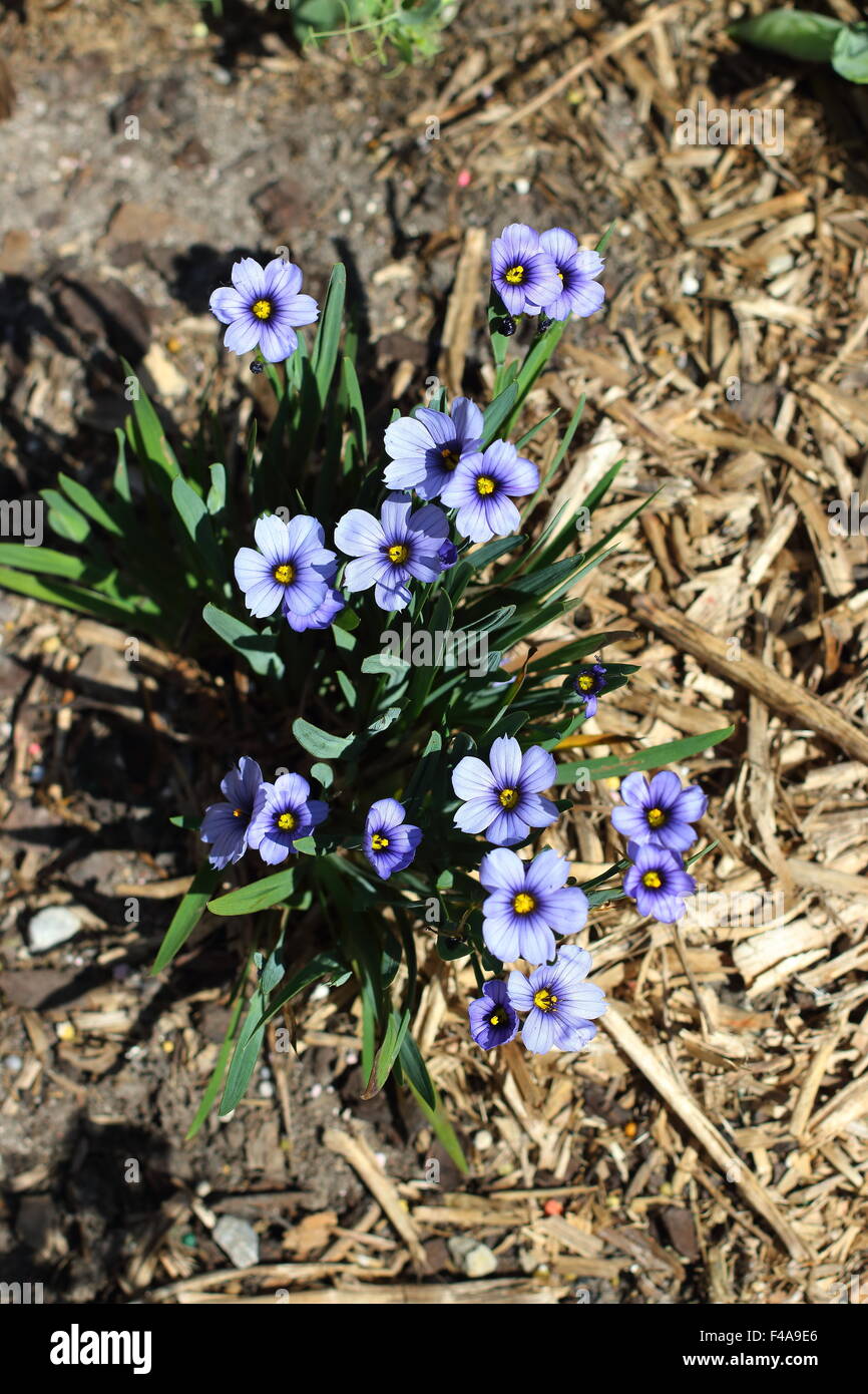 Sisyrinchium bellum o noto anche come erba Blue-Eyed piantati sul terreno Foto Stock