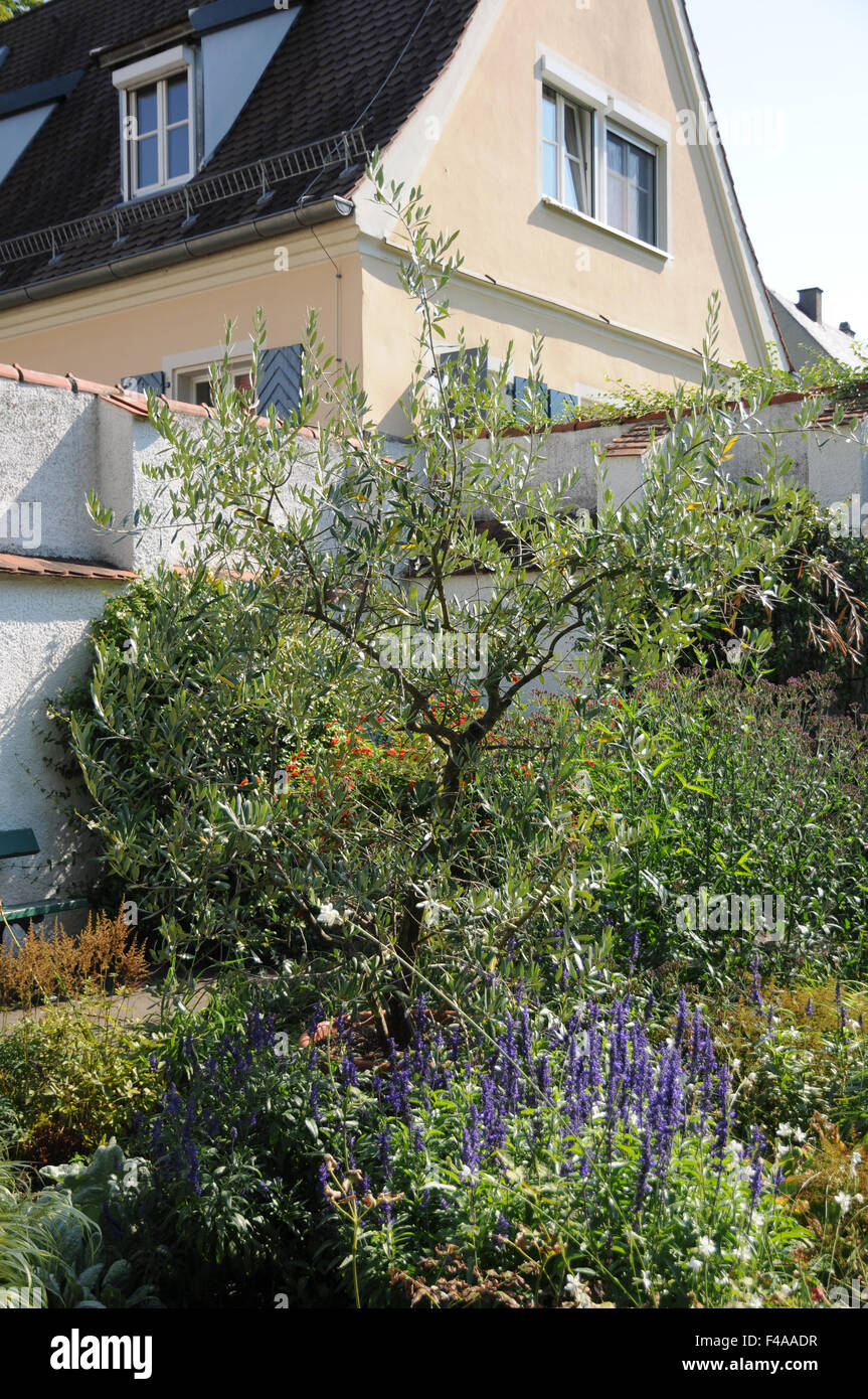 Albero di olivo Foto Stock