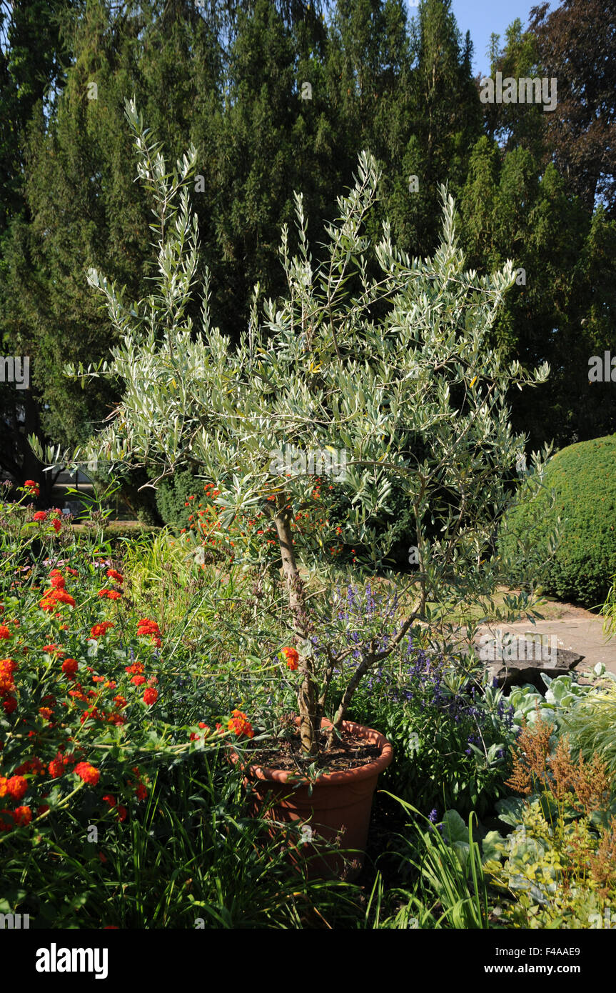 Albero di olivo Foto Stock