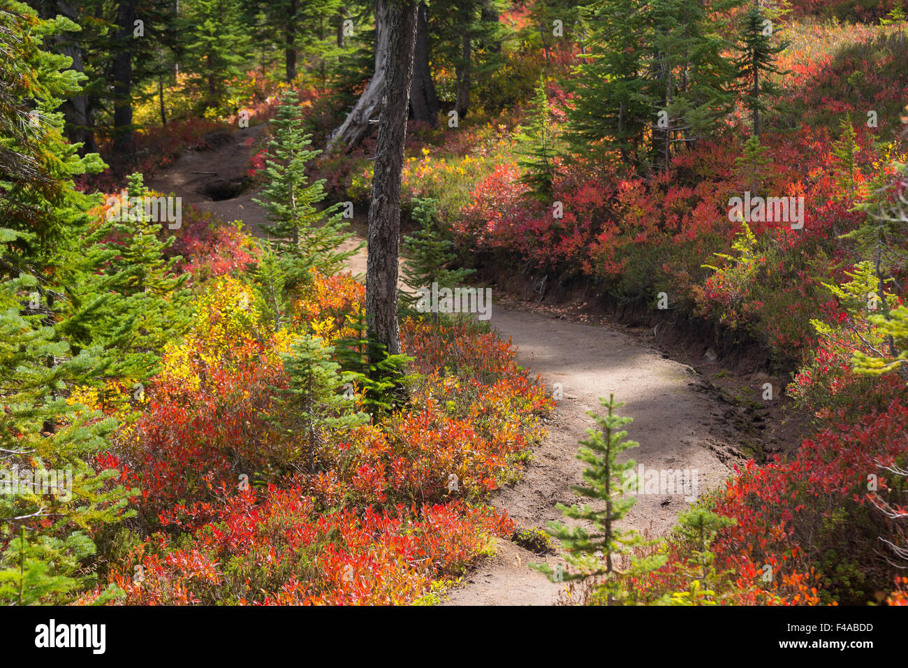 GIFFORD PINCHOT NATIONAL FOREST, WASHINGTON, STATI UNITI D'AMERICA - sentiero escursionistico e fogliame di autunno in Indian cielo deserto. Foto Stock