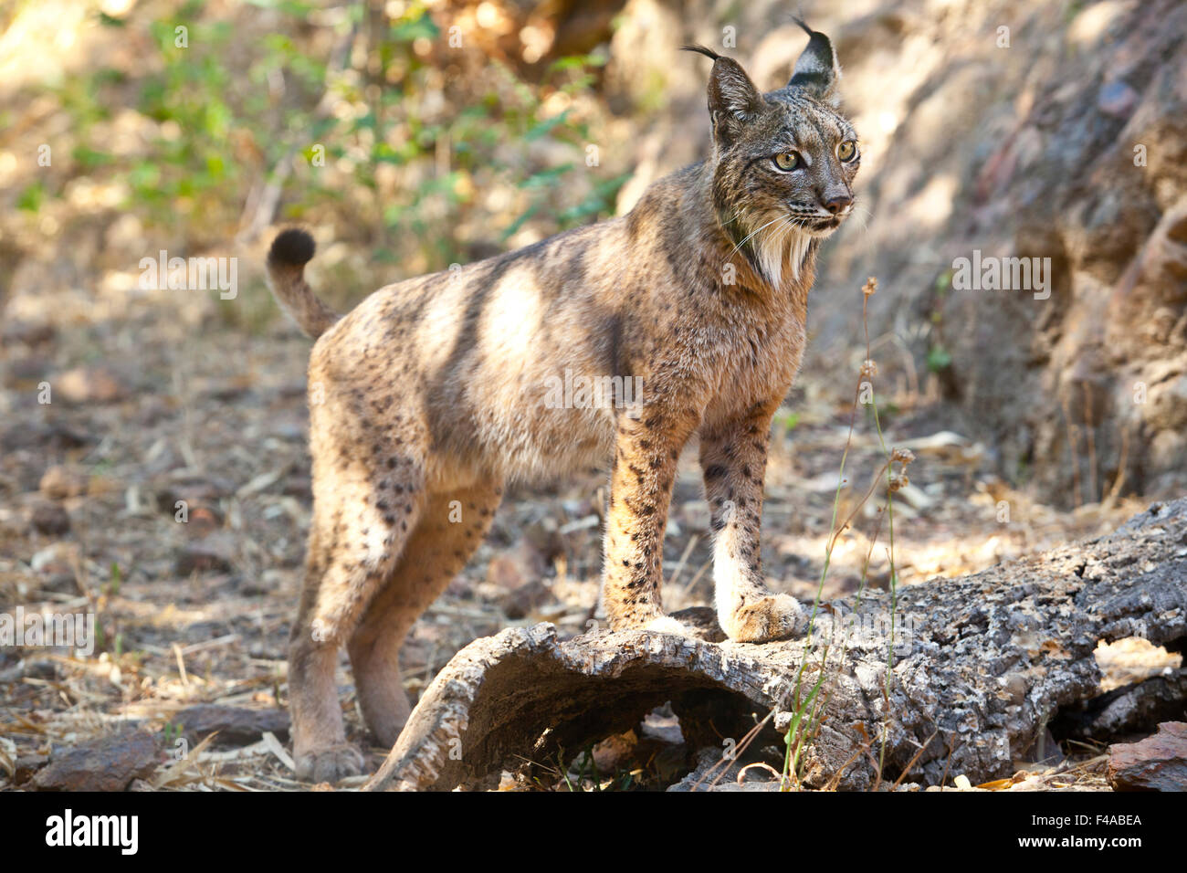 Lince iberica o Lynx pardinus a wild life park Foto Stock