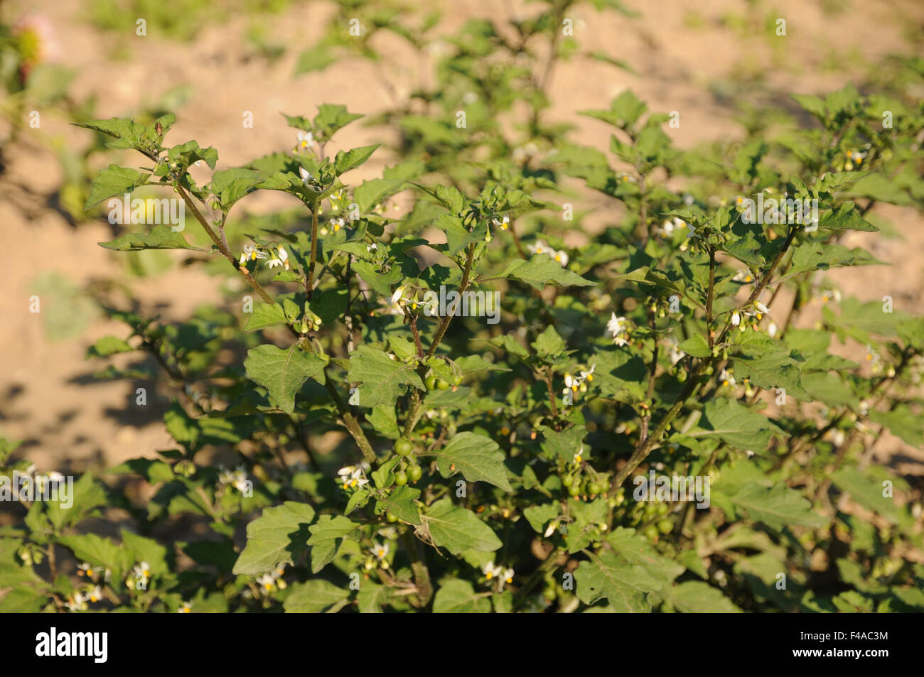 Erba morella Foto Stock