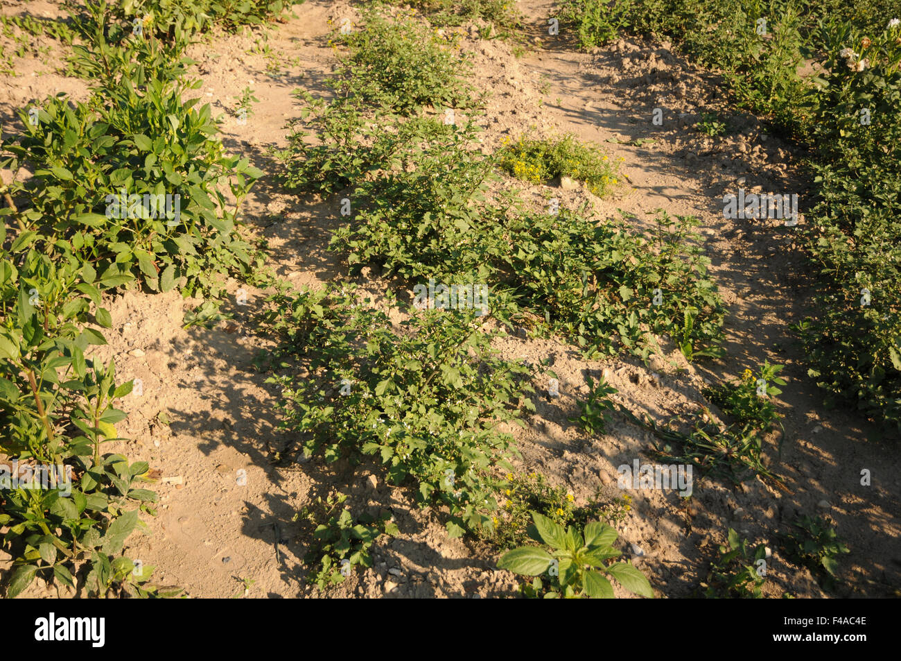 Erba morella Foto Stock