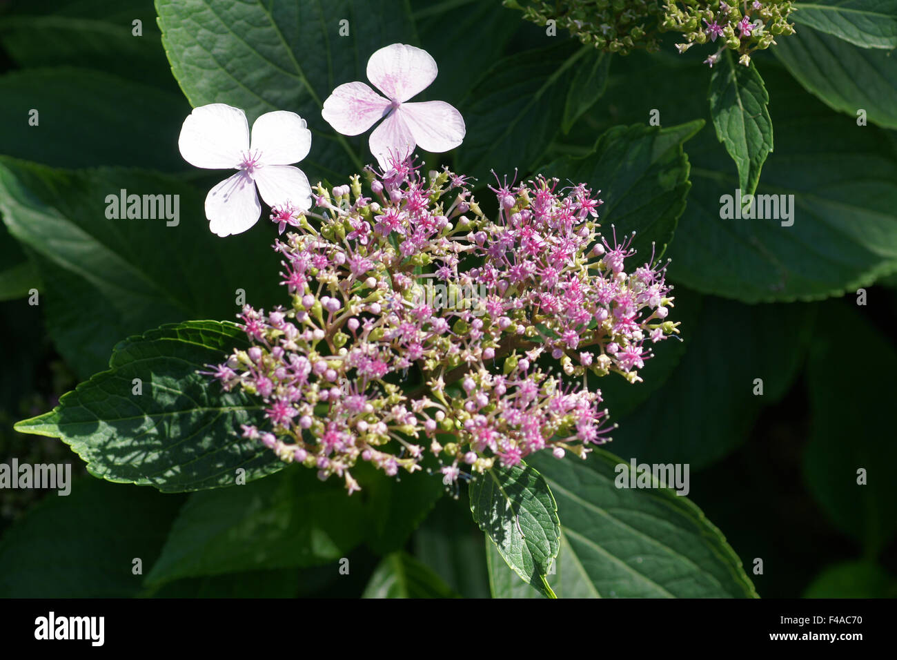 Ortensia Foto Stock