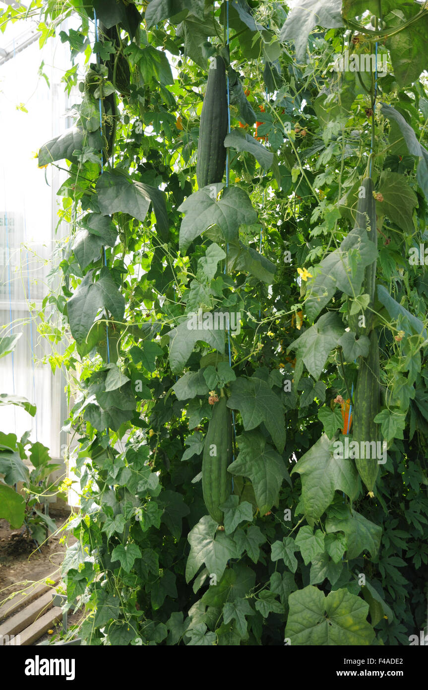Egiziano luffa Foto Stock