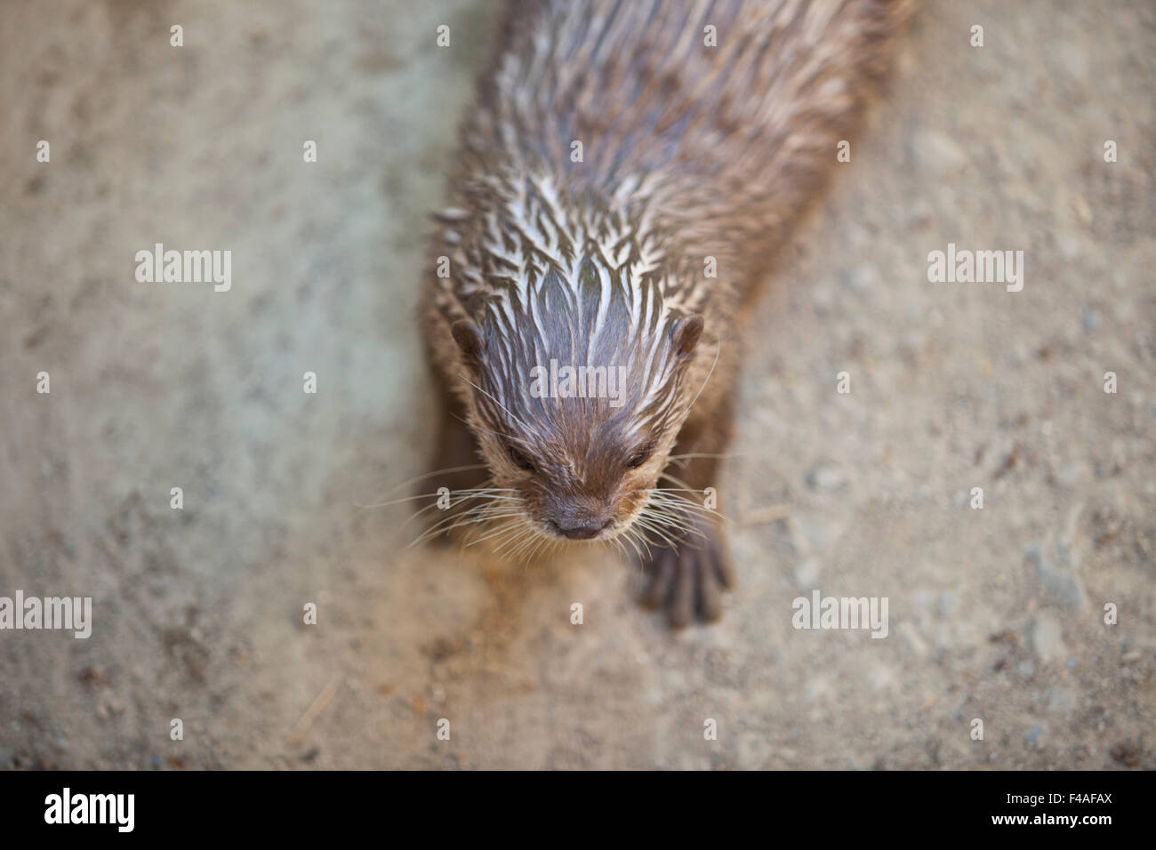 Uno oriental piccoli artigli o lontra aonyx cinerea. Closeup shot elevato angolo Foto Stock