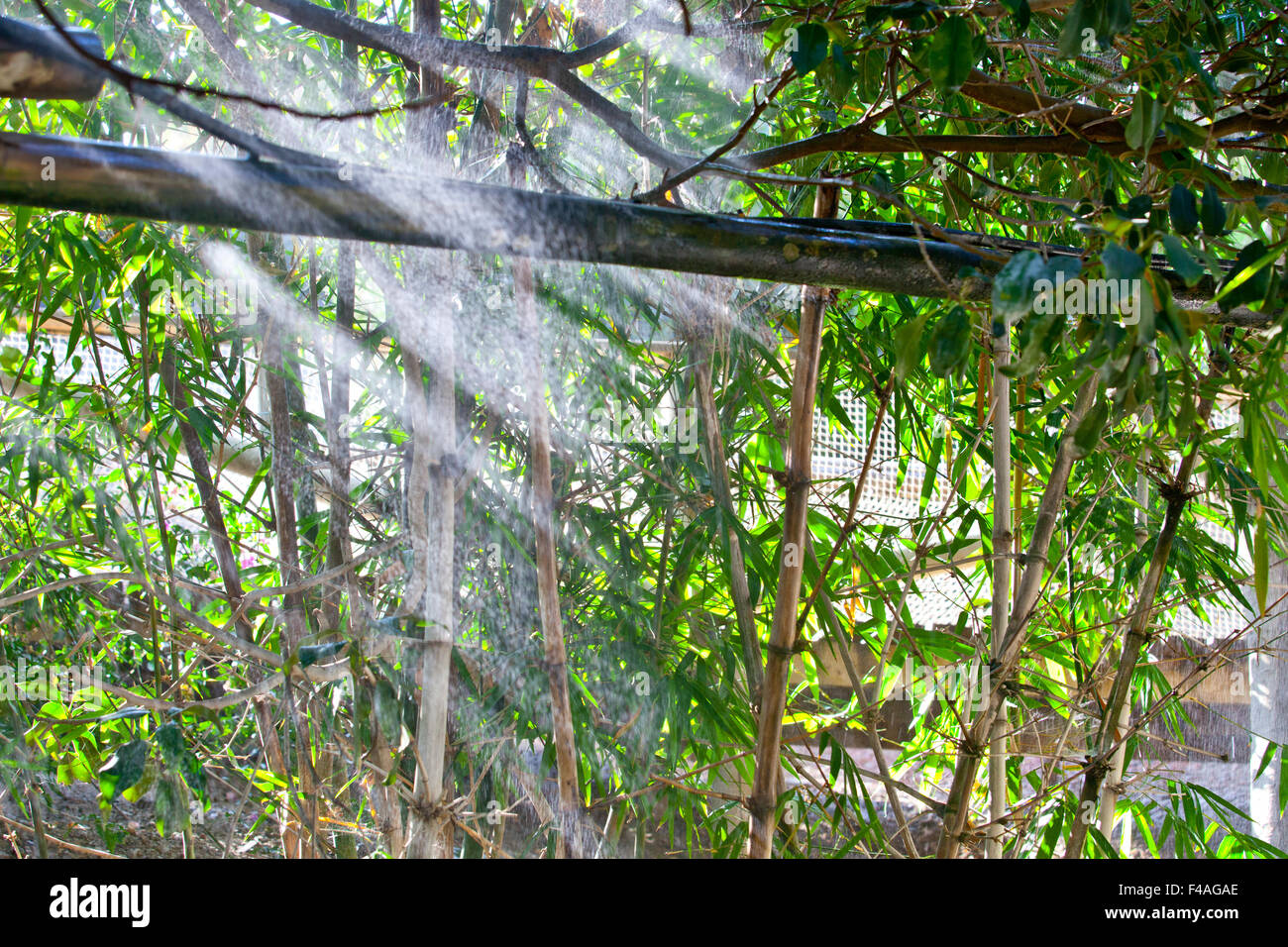 I raggi di luce attraverso i getti di irrigazione su di un giardino tropicale Foto Stock