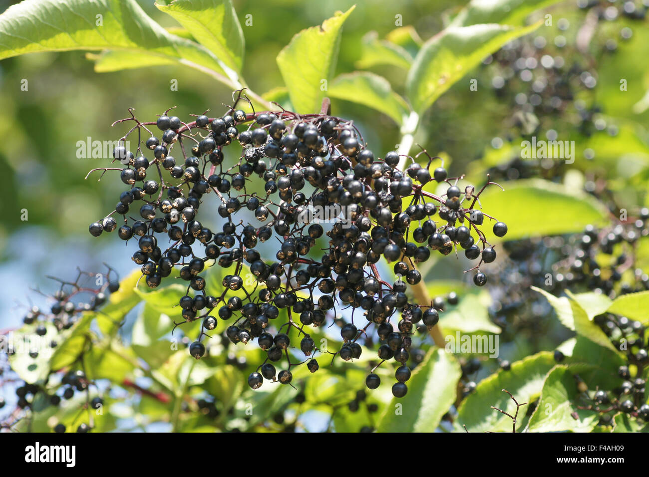 Sambuco nero Foto Stock