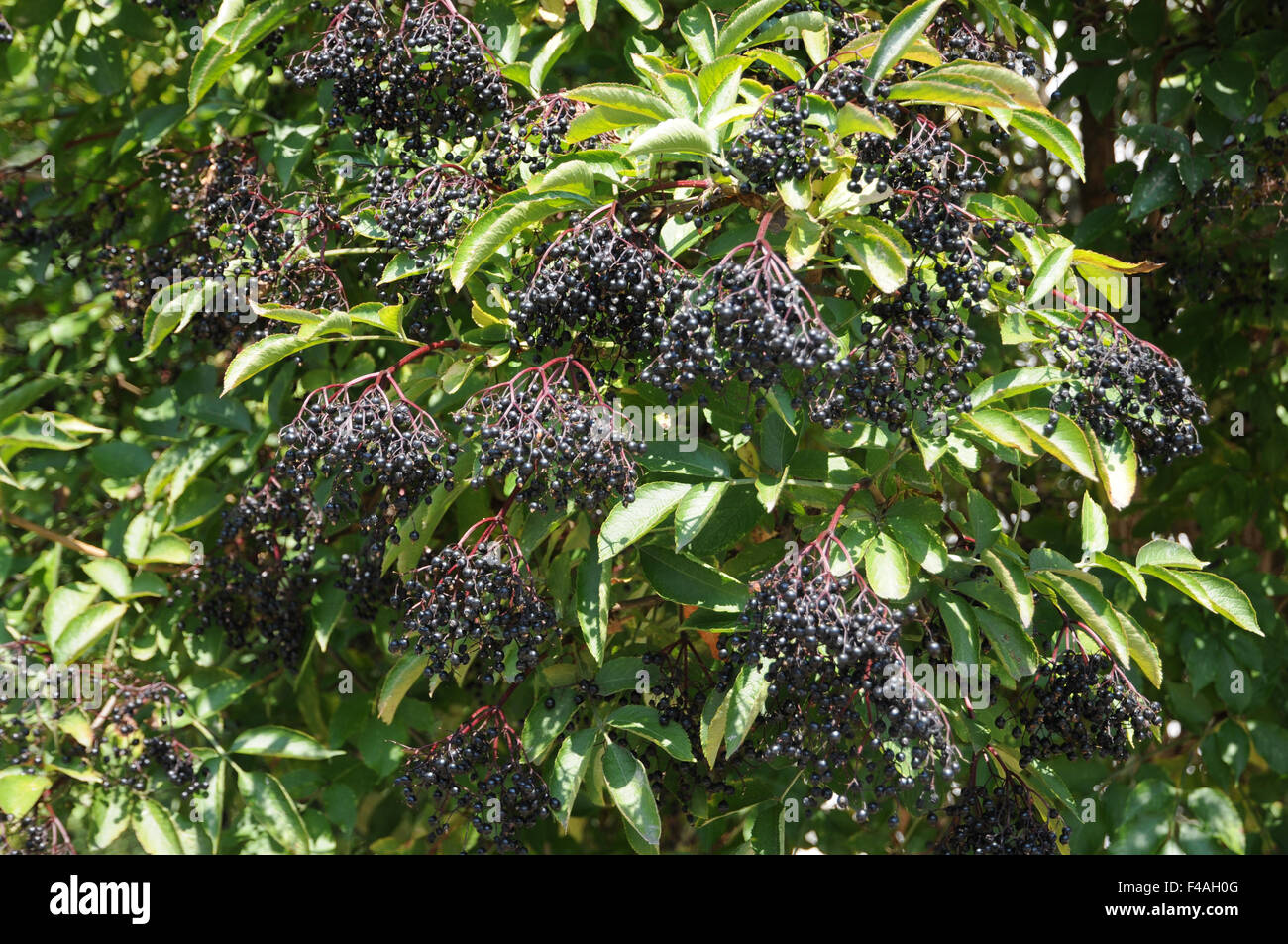 Sambuco nero Foto Stock