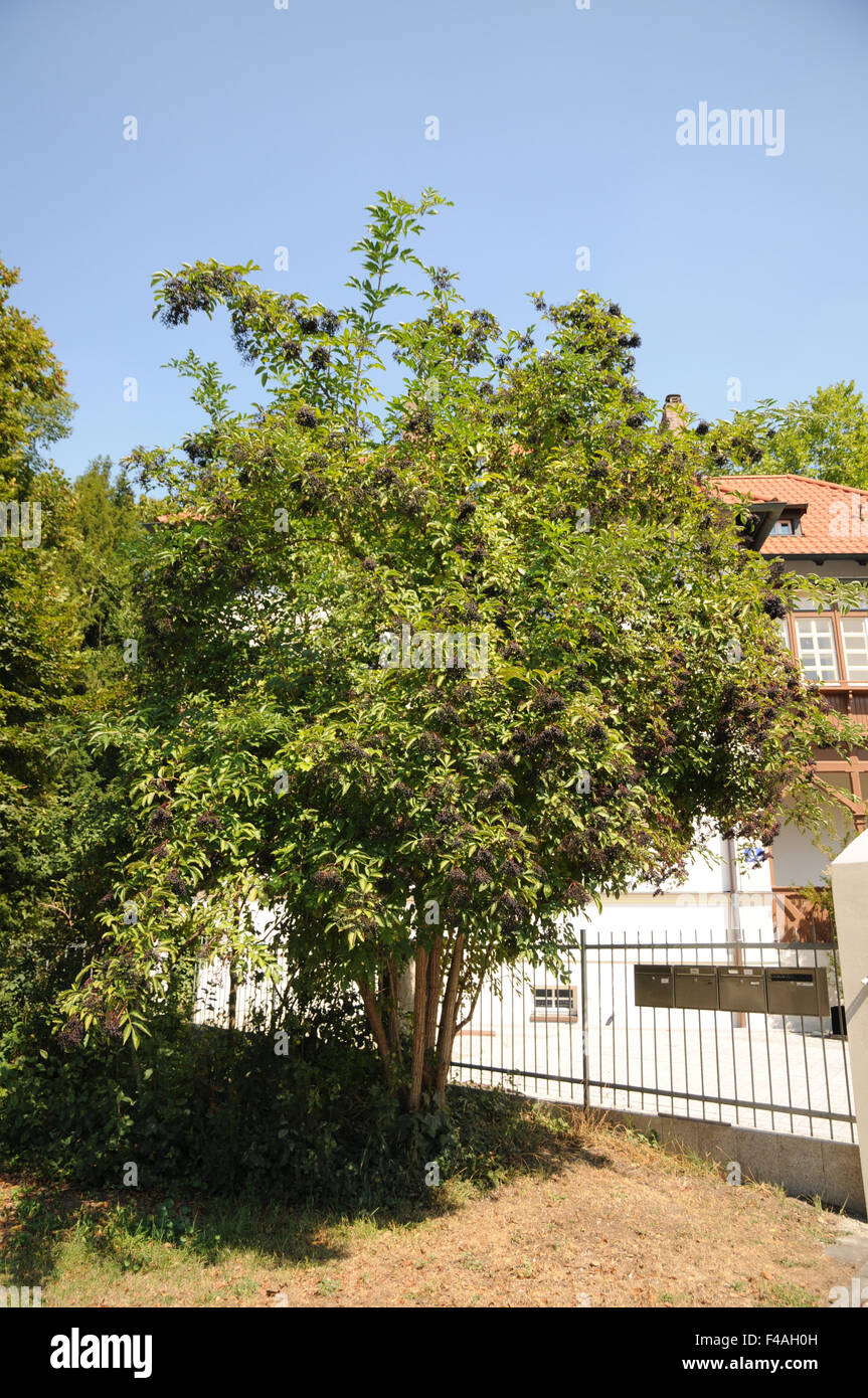 Sambuco nero Foto Stock