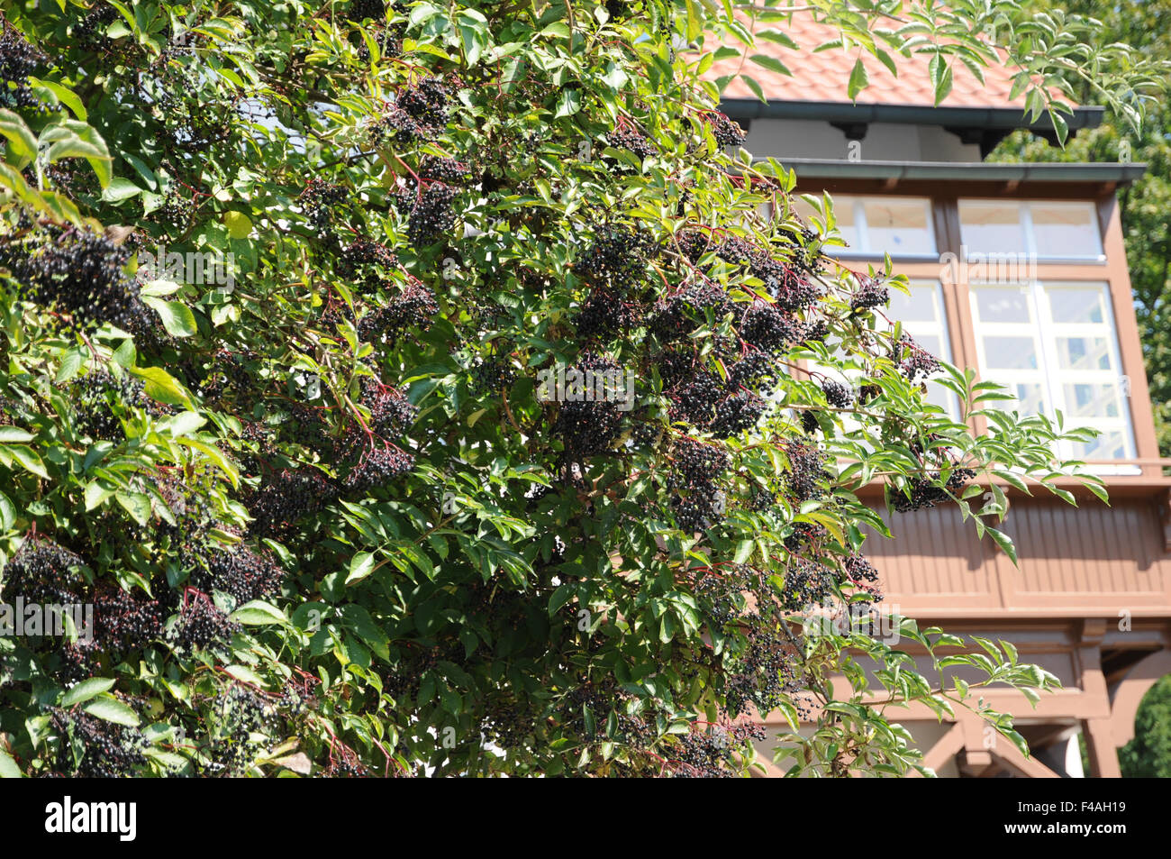 Sambuco nero Foto Stock