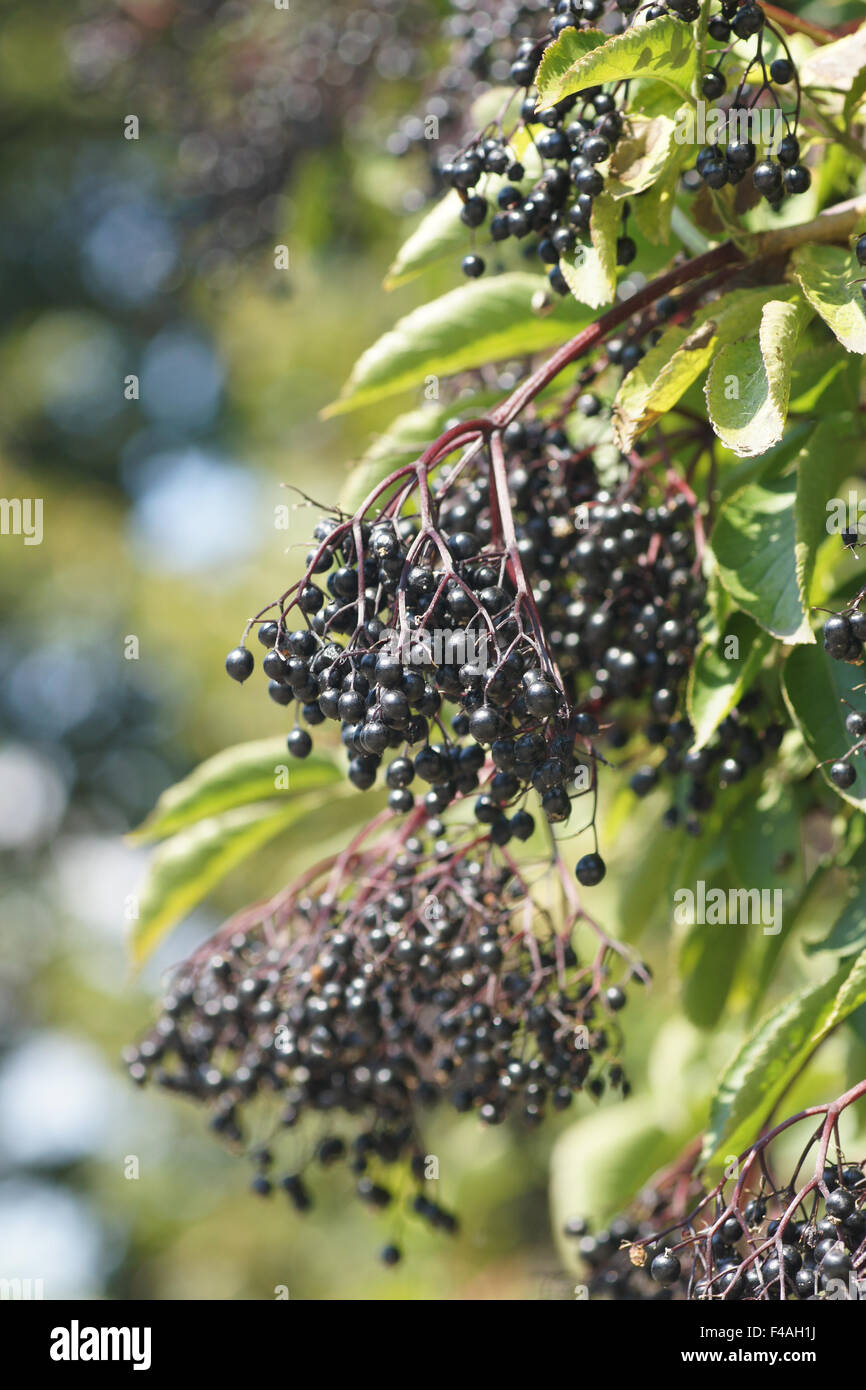 Sambuco nero Foto Stock