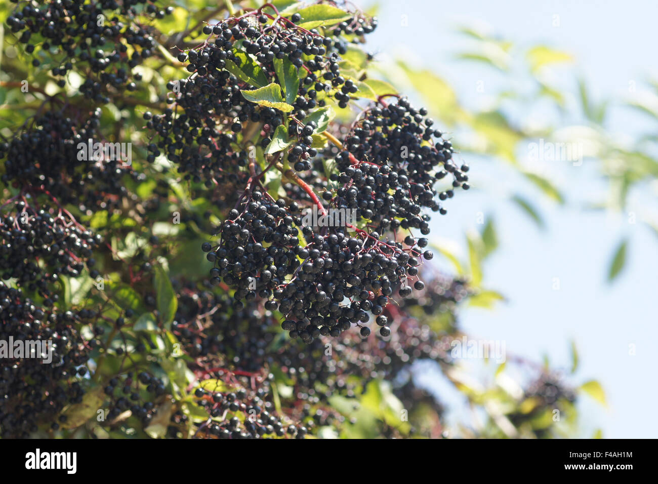 Sambuco nero Foto Stock