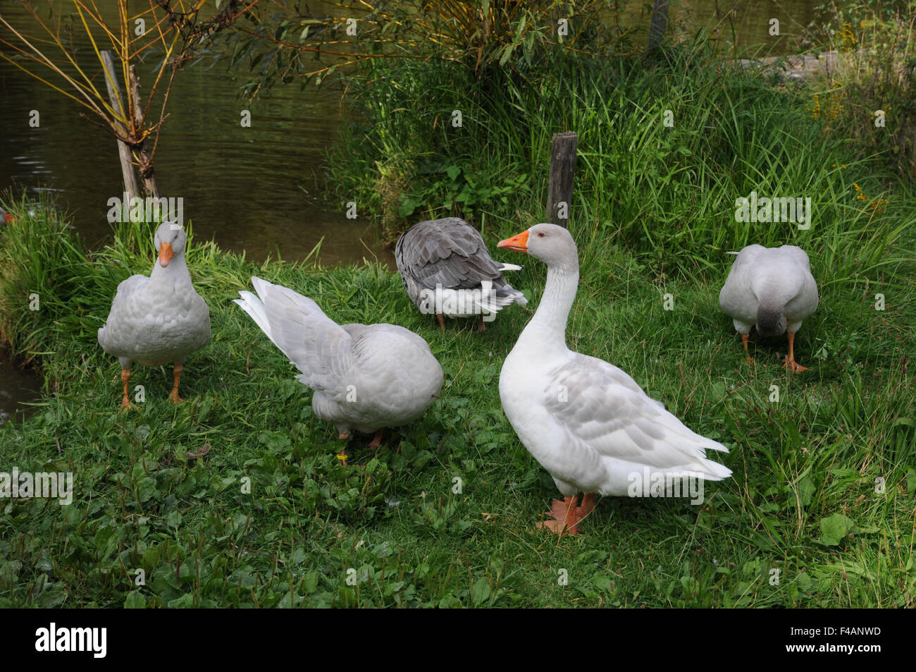 Oche domestiche Foto Stock
