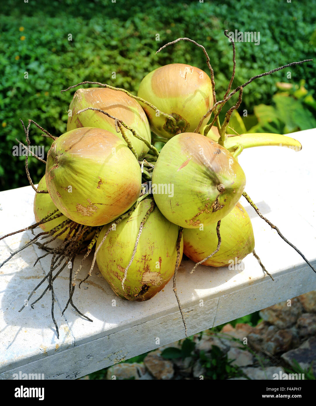 Deliziosa grandi noci di cocco verde fotografato vicino fino Foto Stock