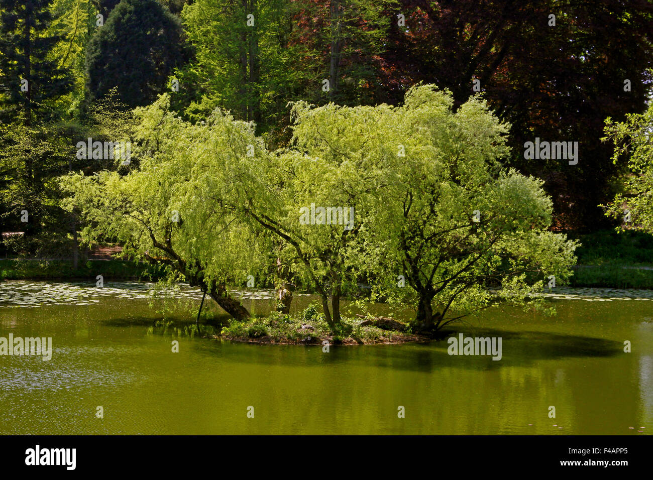 Gli stagni con salici in primavera, Germania Foto Stock