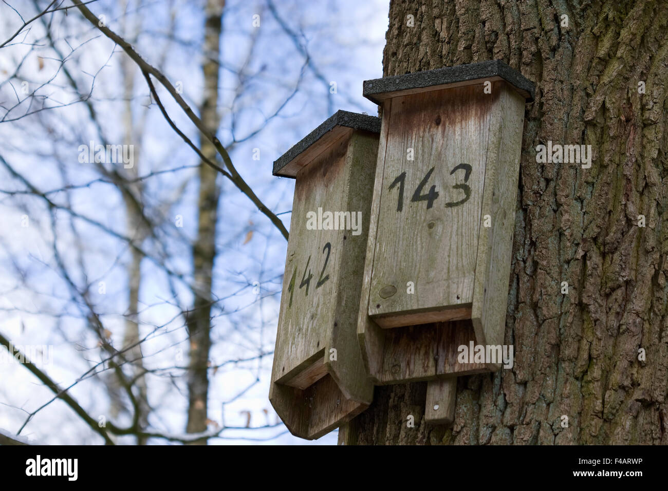 Nistkasten - Nesting scatole Foto Stock