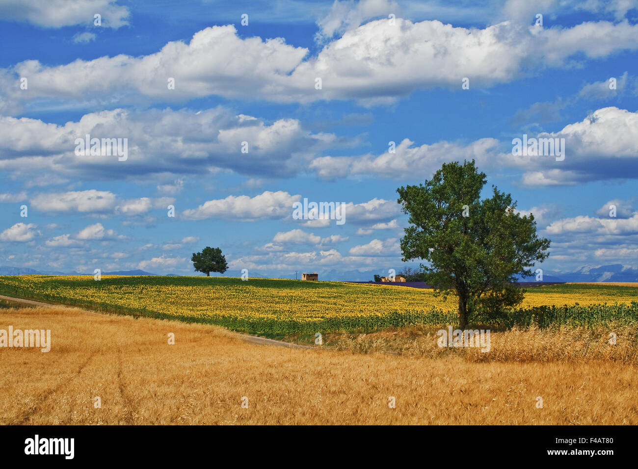 Campi di grano e girasoli, Provenza, Francia Foto Stock