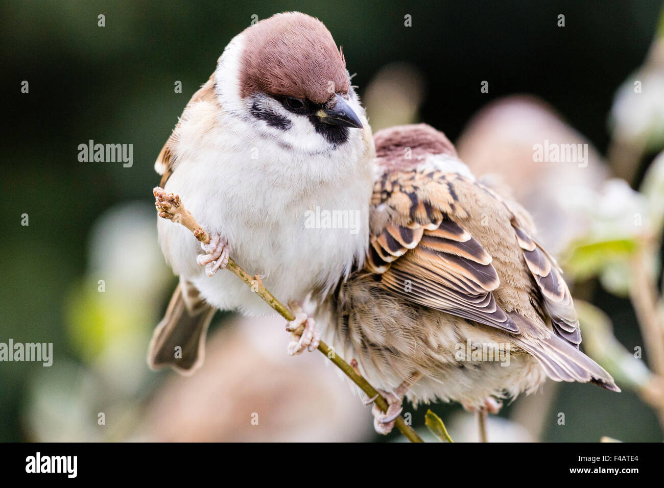 Il Giappone. Close up di un maschio Eurasian Tree Sparrow (Passer montanus) appollaiato sul ramo. Foto Stock