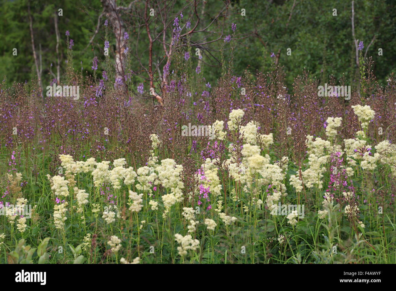 Olmaria, Filipendula ulmaria olmaria, Foto Stock