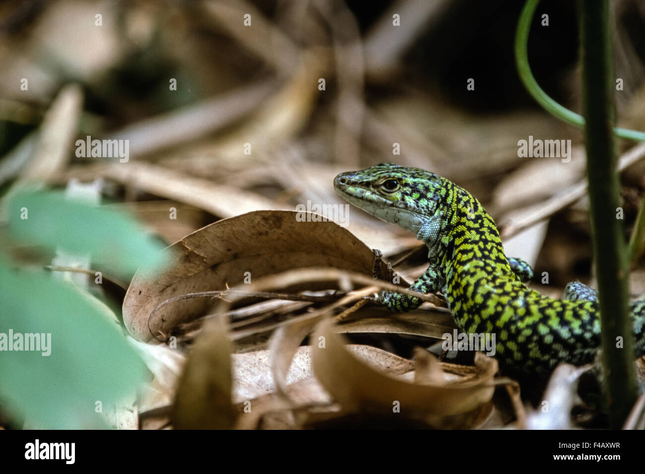 Parete comune lizard Foto Stock