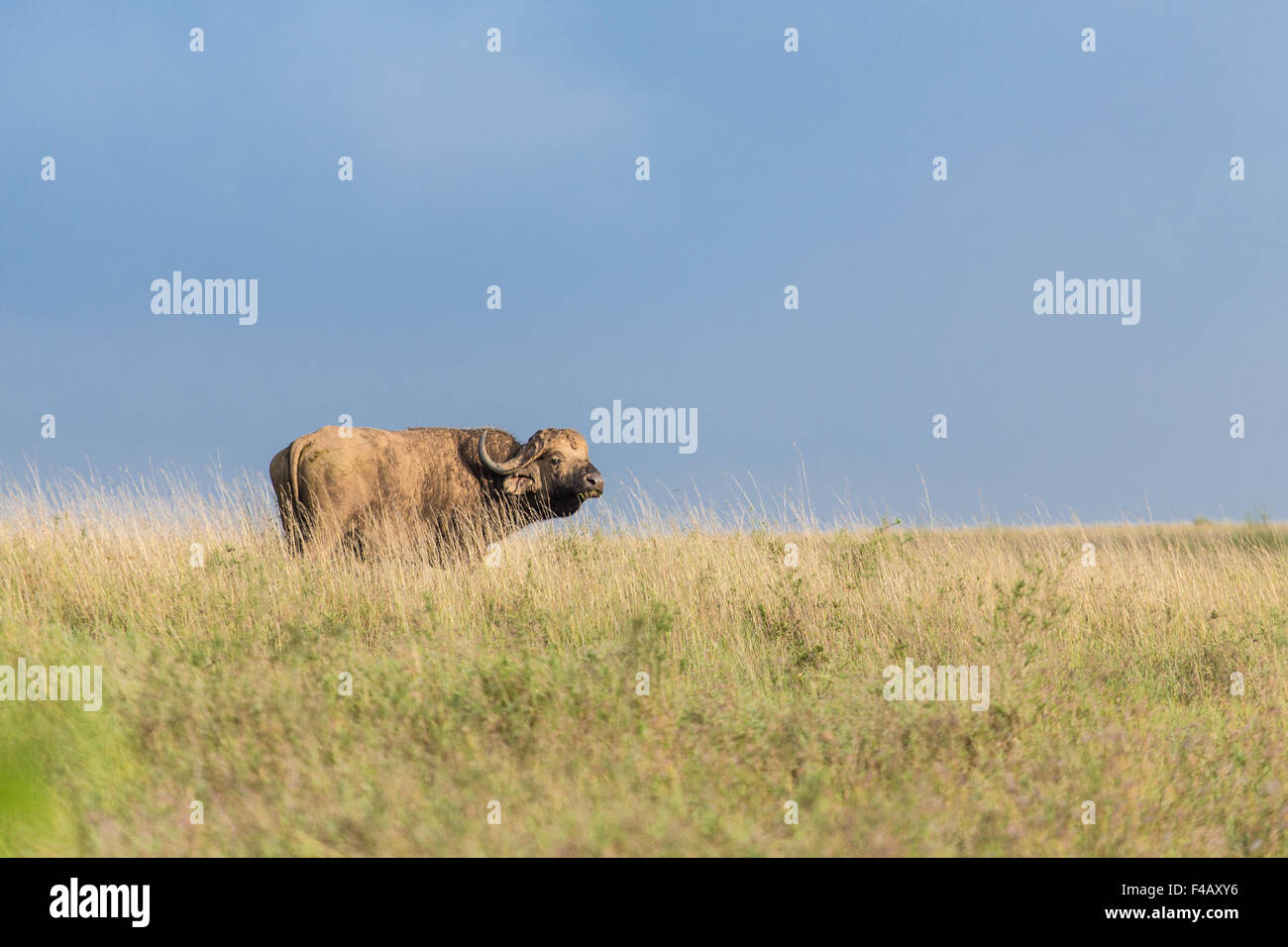 In Buffalo Wild Foto Stock