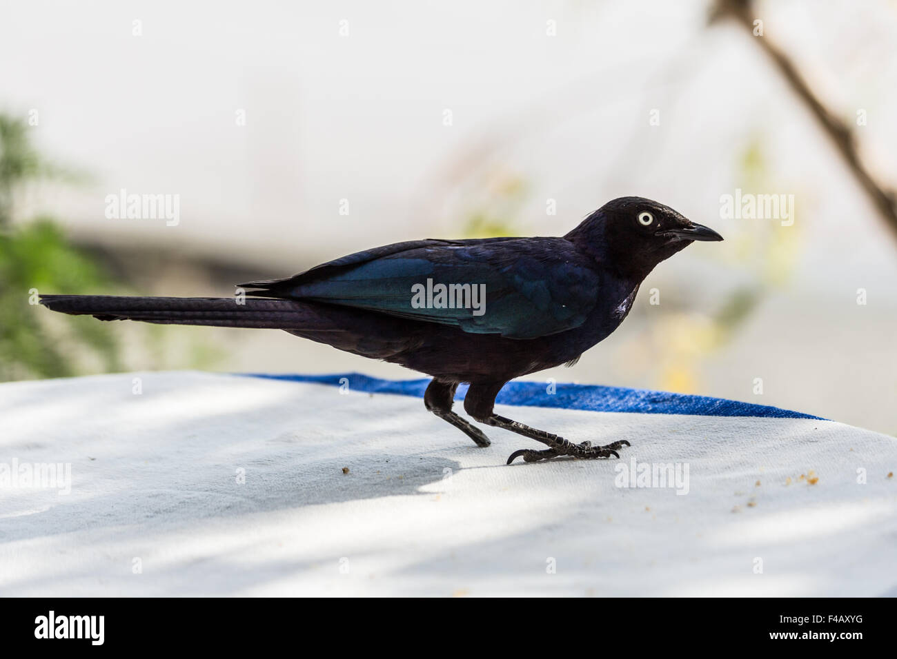 Un zampe blu scuro superba Starling Foto Stock
