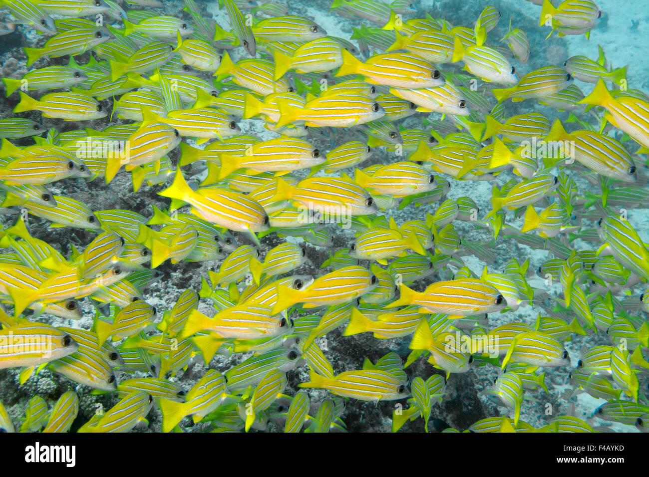 Bluestripe snapper Foto Stock
