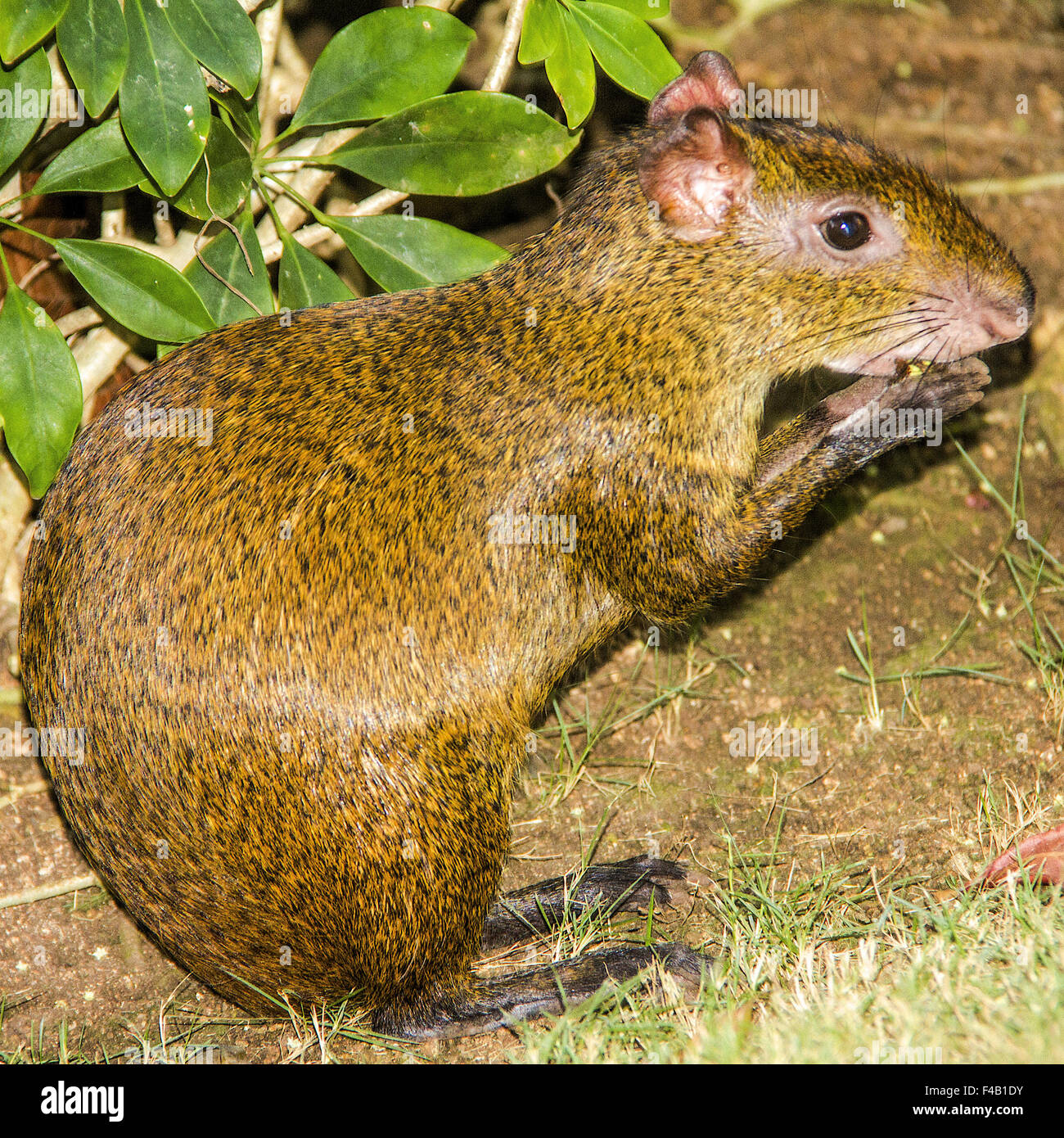 Comune (agouti Dasyprocta) Yucatan Messico Foto Stock