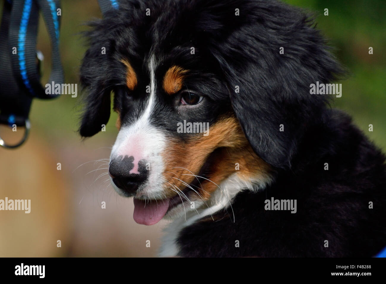 Giovani Bovaro del Bernese - cuccioli foto Foto Stock