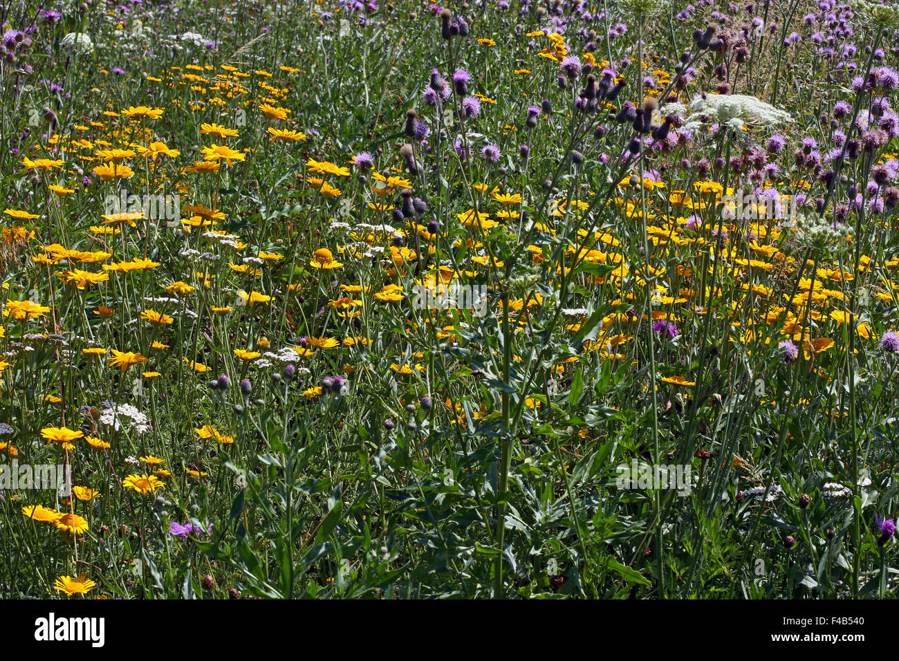 Golden Marguerite, Creeping Thistle Foto Stock