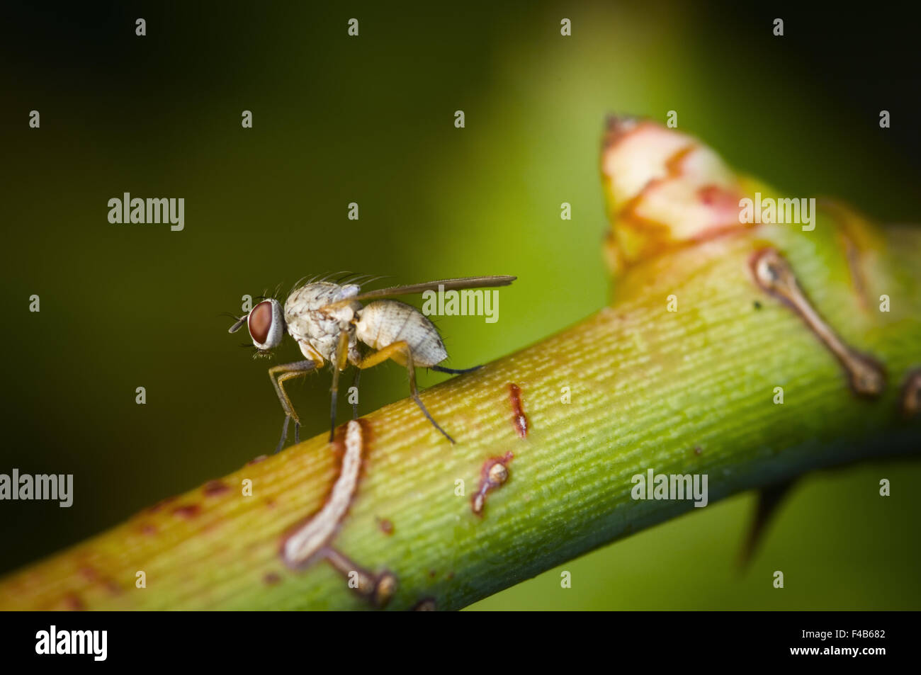 Fly drosophilidae Foto Stock