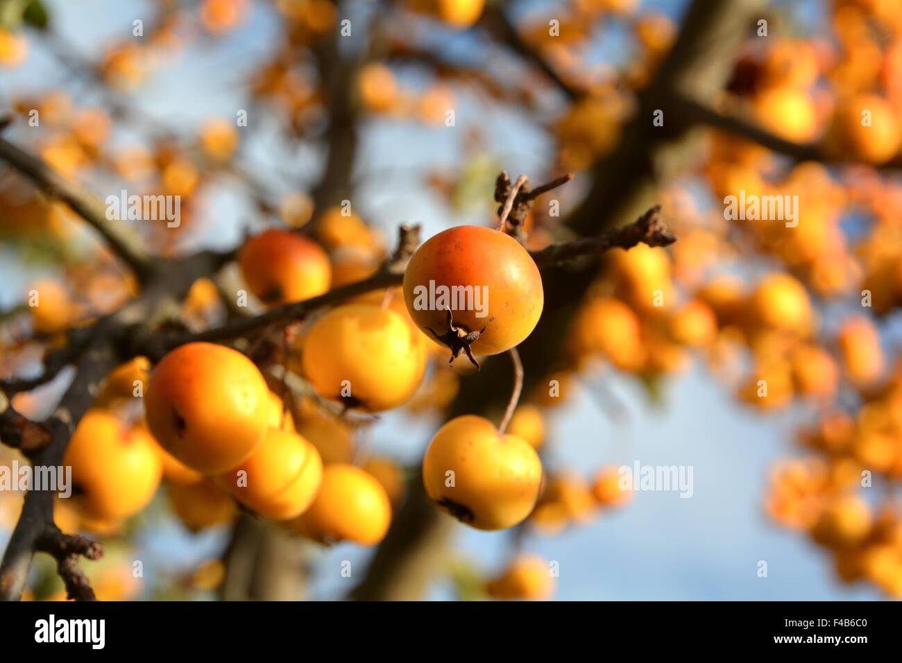 Frutti di una pianta ornamentale melo Foto Stock