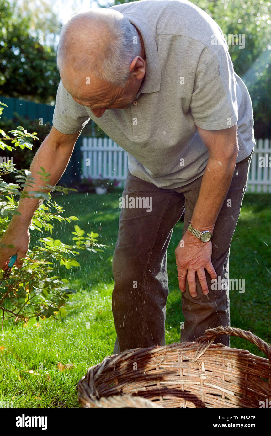 Un vecchio uomo che lavora in un giardino. Foto Stock