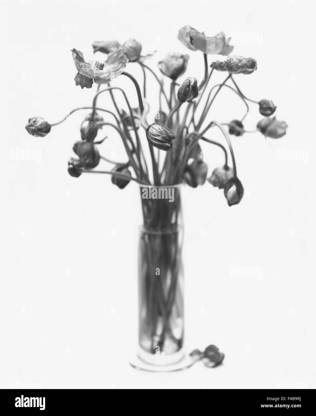 Vaso di fiori Foto Stock