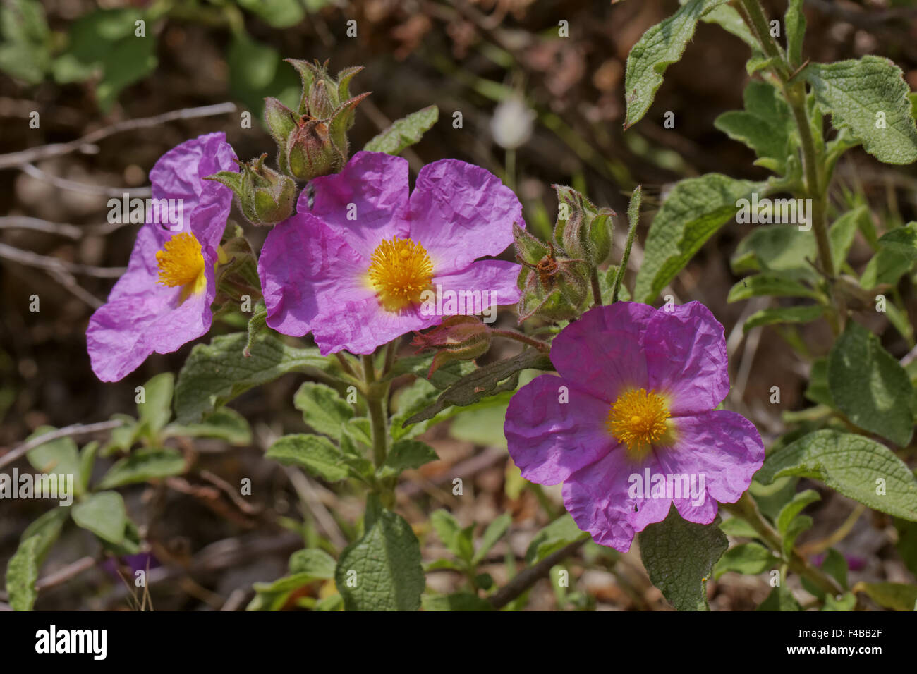 Cistus incanus, Rock-Rose Foto Stock