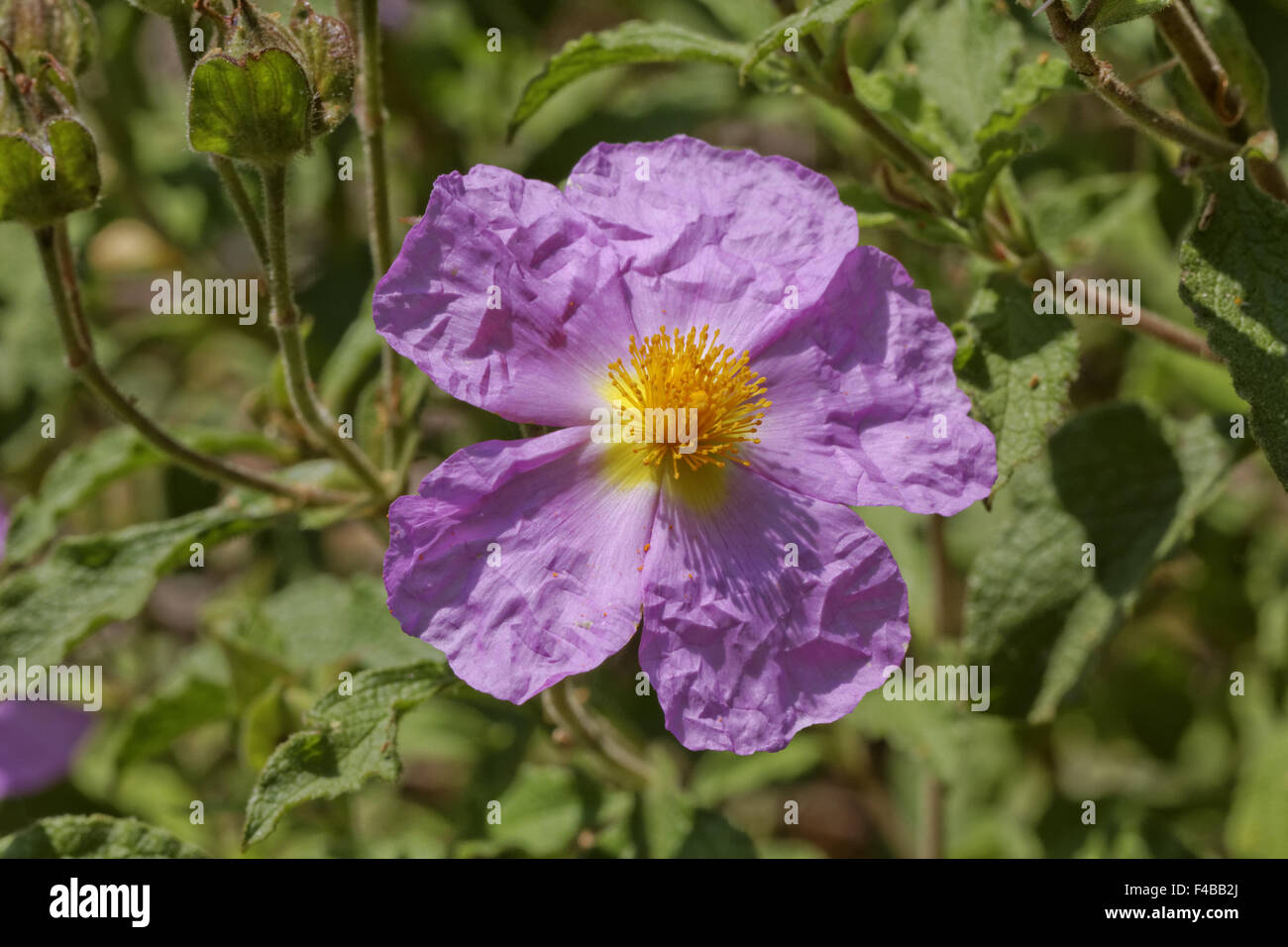 Cistus incanus, Rock-Rose Foto Stock