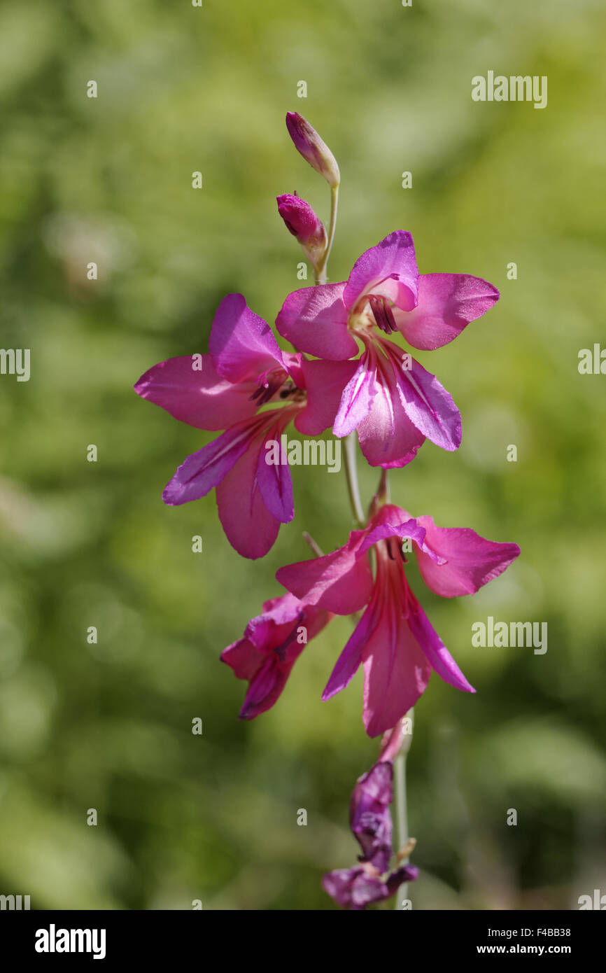 Gladiolus illyricus, illiriche di Gladiolus Foto Stock