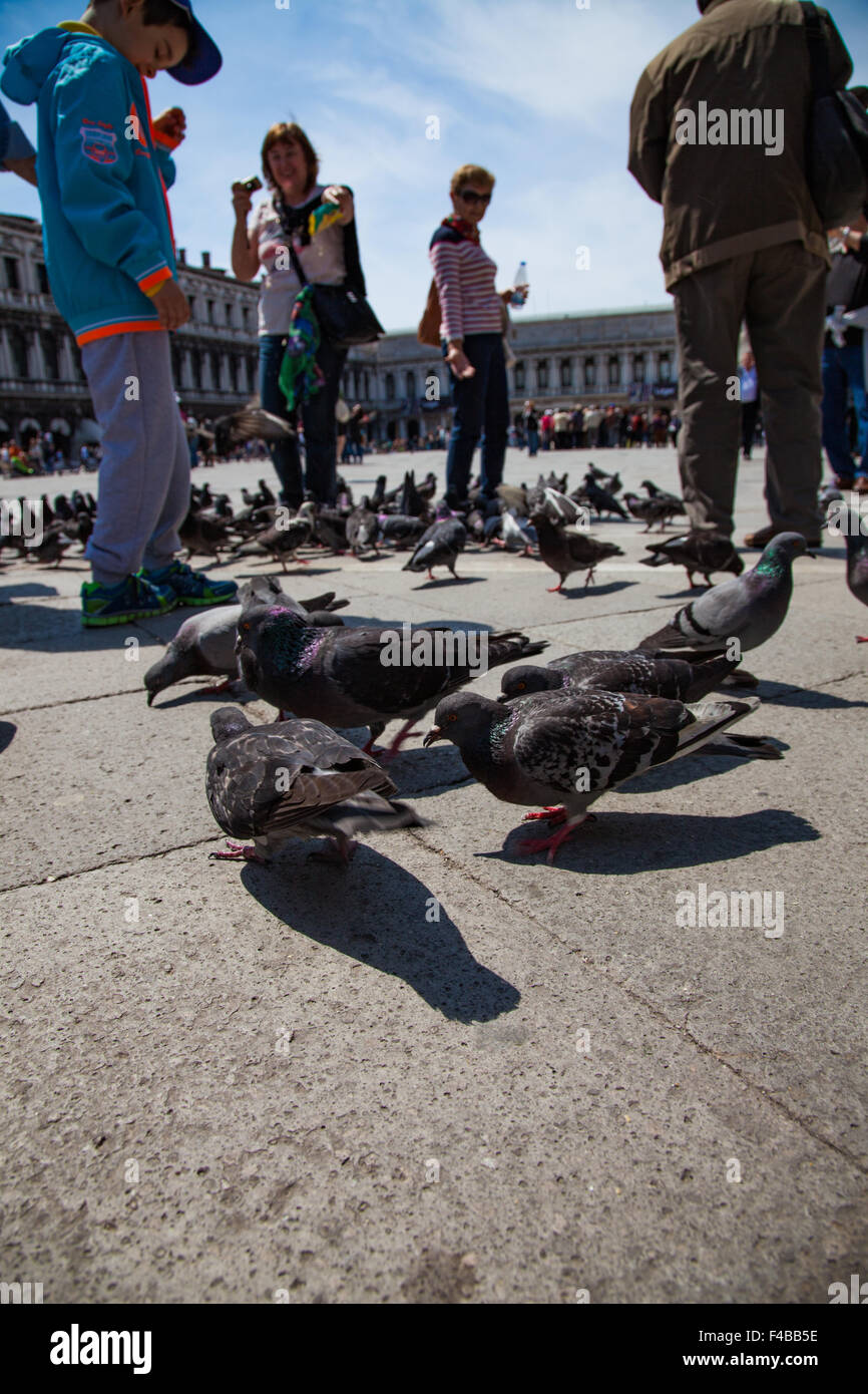 I turisti alimentando i piccioni in Piazza San Marco Venezia Foto Stock