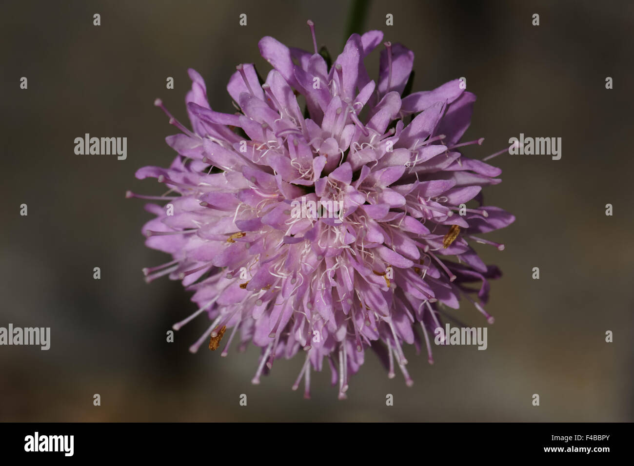 La Scabiosa graminifolia, erba-lasciava scabious Foto Stock