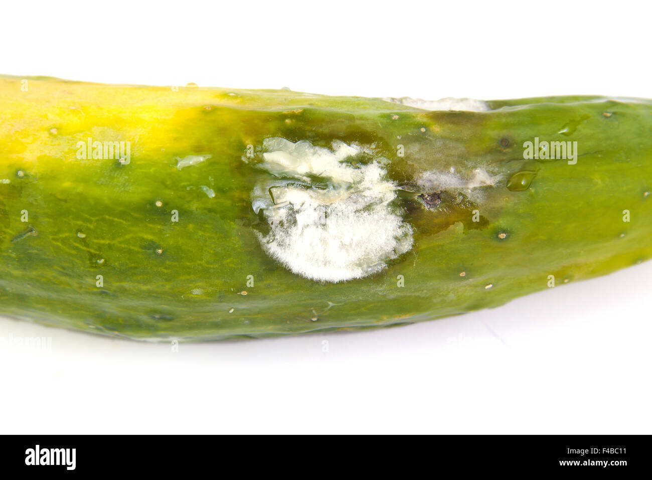 Stampato midollo vegetale o le zucchine, isolato su sfondo bianco Foto Stock