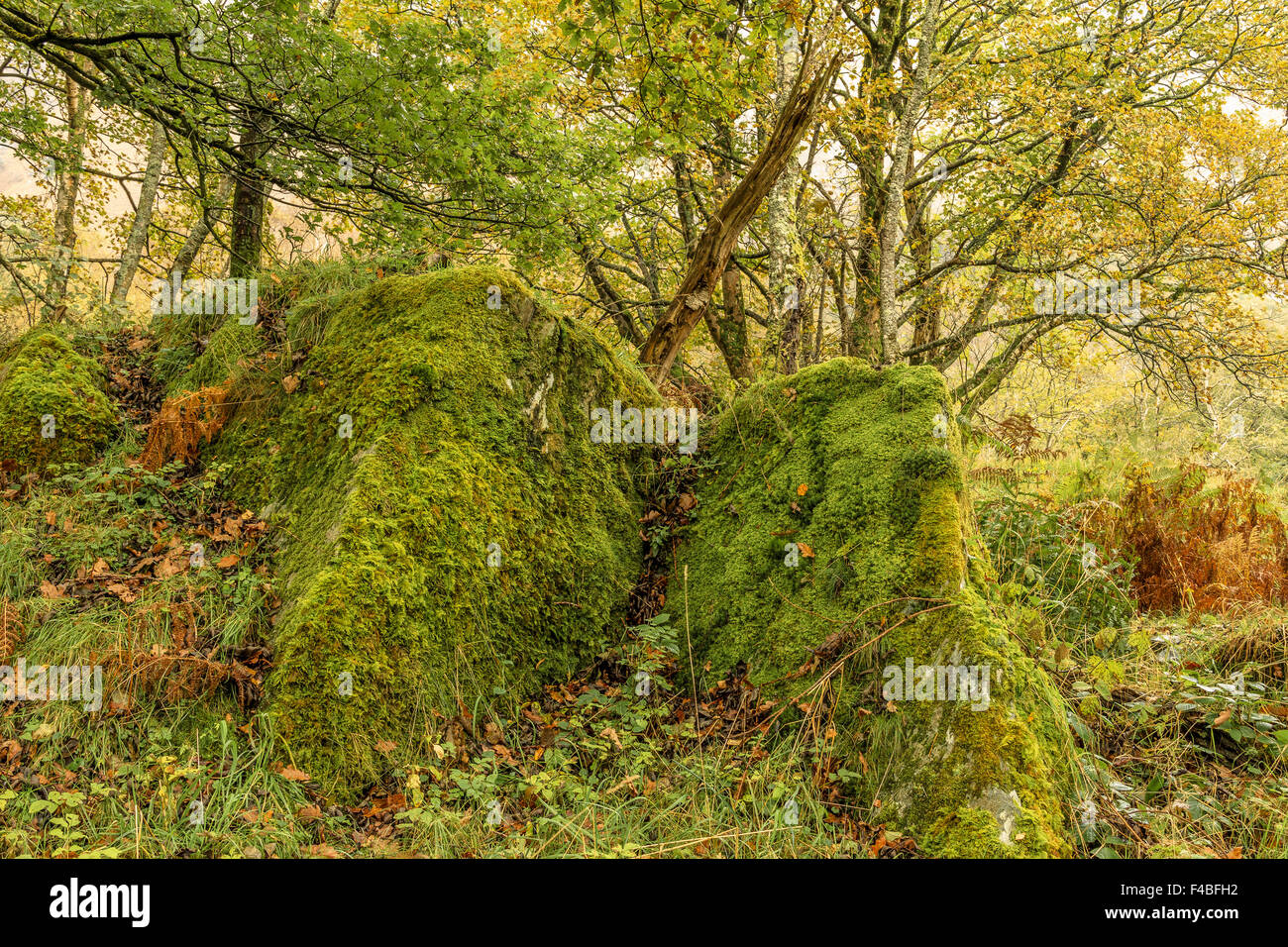 Il Lichen rocce coperte Cumbria Regno Unito Foto Stock