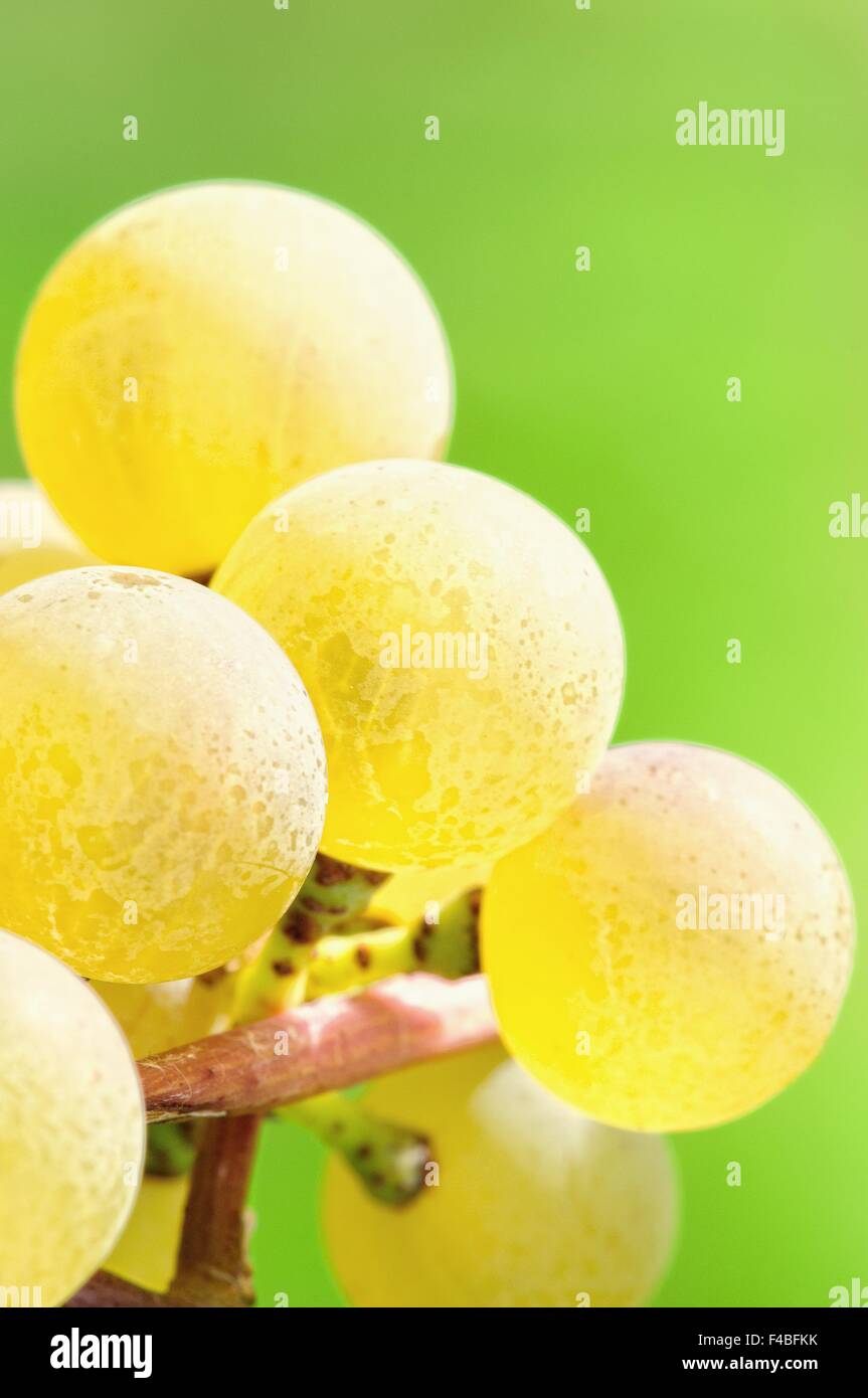 Uve Riesling Foto Stock