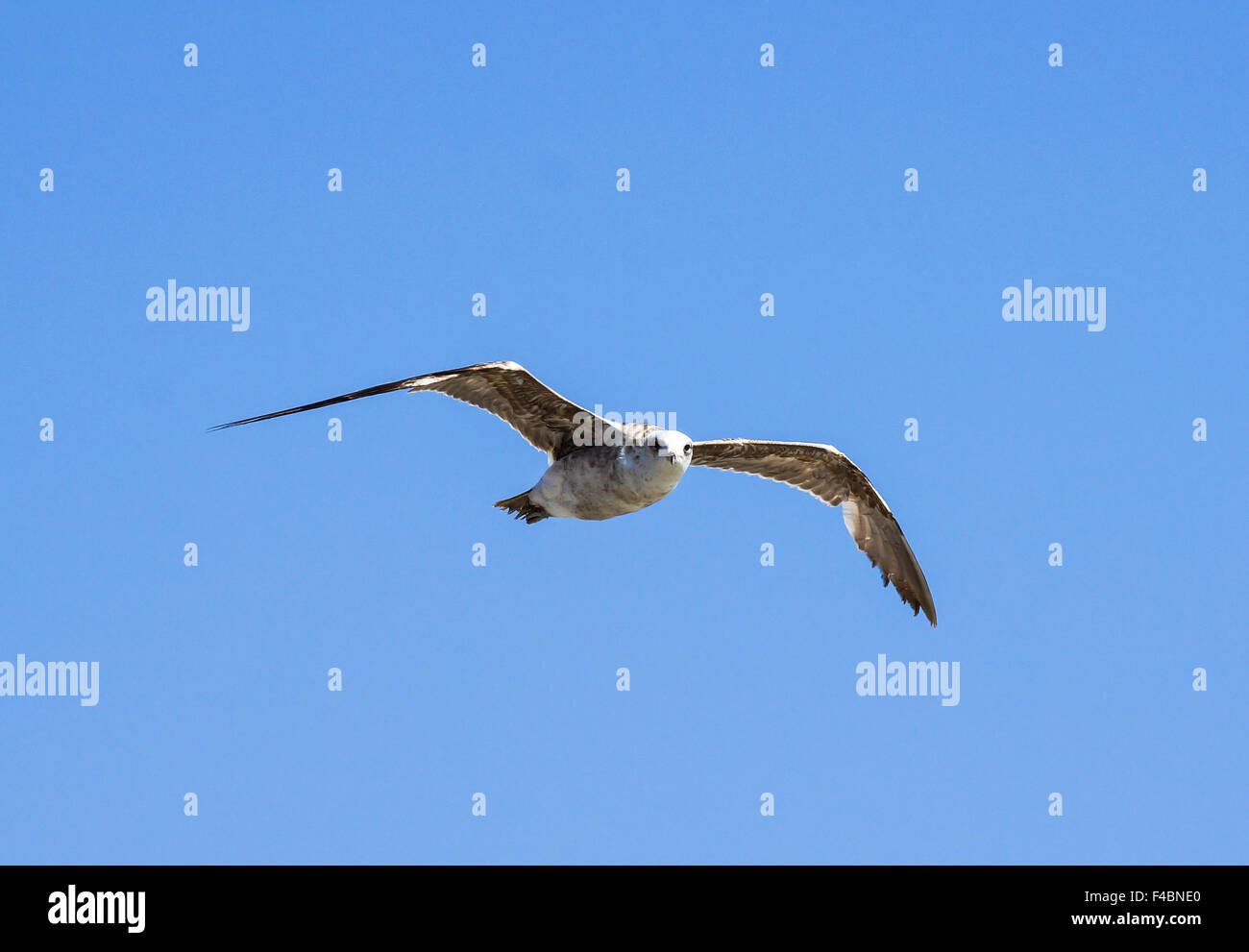 Sea Gull Foto Stock
