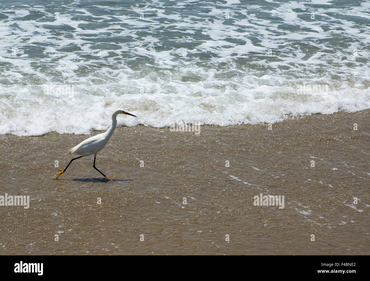 Snowy Egret Foto Stock