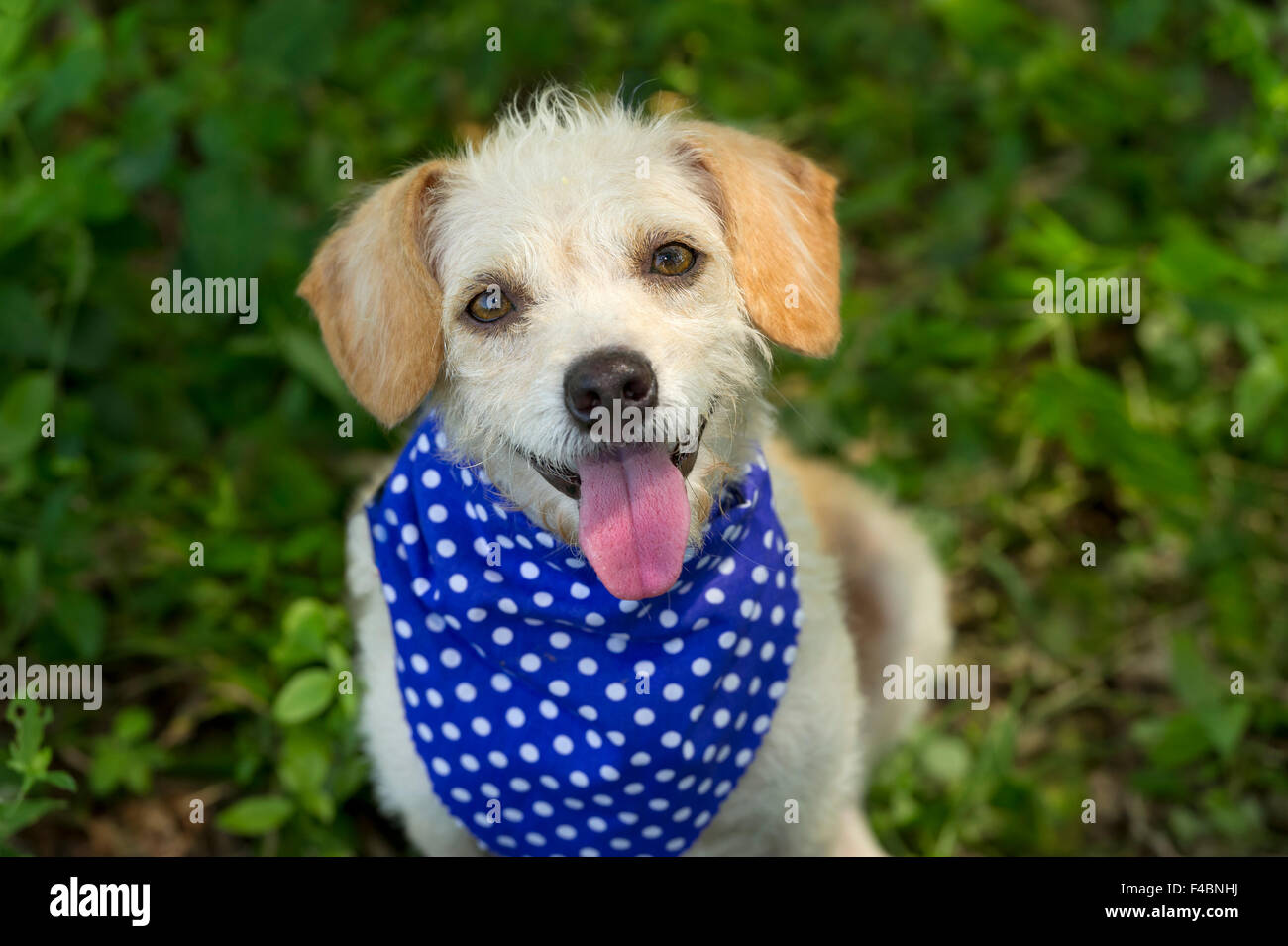Happy dog è un simpatico eccitato cucciolo di cane con un luminoso linguetta rosa e grande entusiasta sorriso felice. Foto Stock