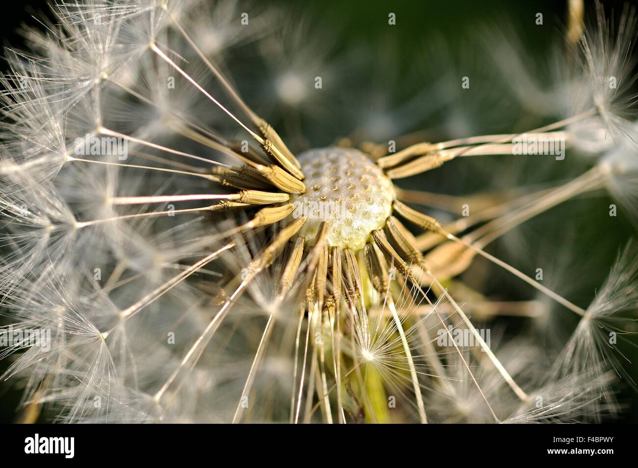 Parachute flier tarassaco Foto Stock